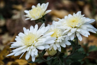 Çiy damlalı narin beyaz kasımpatılar