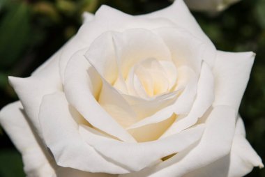 narin beyaz gül yakın plan