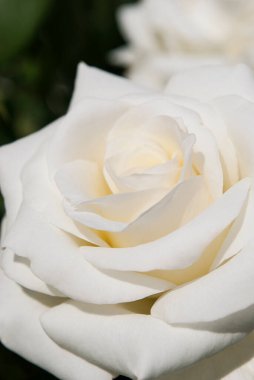 Kremsi renkli narin beyaz bir gül.