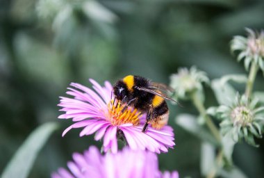 Yaban arısı pembe makineden polen topluyor.