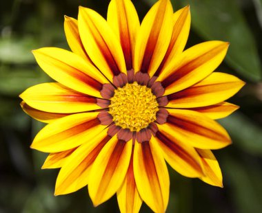 Turuncu çizgili sarı kaplıca çiçeği