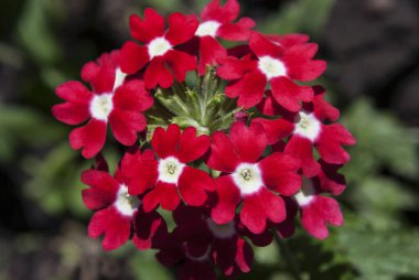 Yeşil yapraklar arasında kırmızı verbena kızılötesi kızıllık