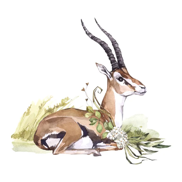 Watercolor Gazelle Flowers Grass African Animlas Clipart Zoo Nature Illustration Royalty Free Stock Photos