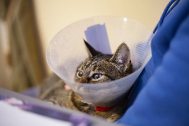 Ameliyat sonrası plastik konide bir kedi sahibinin eline oturur.