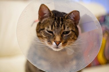 The cat in a plastic cone narrowed his eyes 
