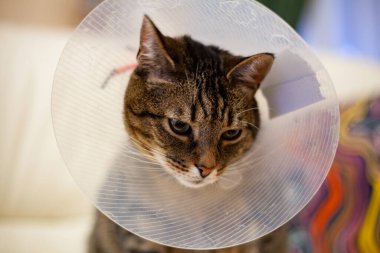 Very sad cat in a postoperative cone after a surgery