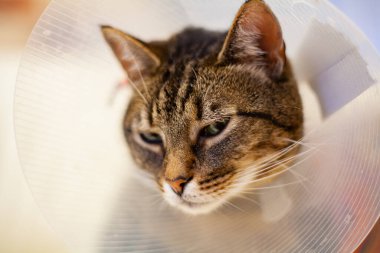 Ameliyat sonrası konide çok üzgün bir kedi.