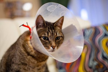 Ameliyat sonrası konide üzgün bir kedi. Karnından ameliyat olduktan sonra.