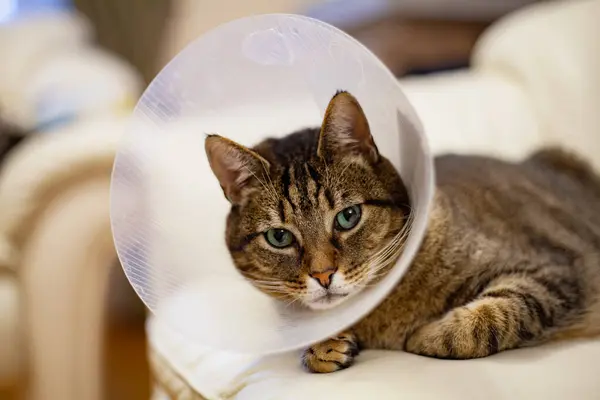 Yeşil gözlü, şeffaf plastik külahta pembe burunlu üzgün gri bir kedi.