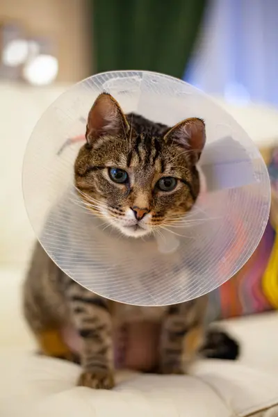 Ameliyat sonrası koni içinde yeşil gözlü kedi. Karnından ameliyat olduktan sonra.