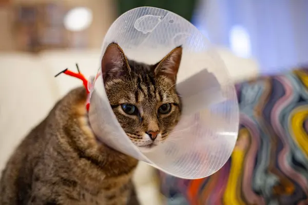 Ameliyat sonrası konide üzgün bir kedi. Karnından ameliyat olduktan sonra.