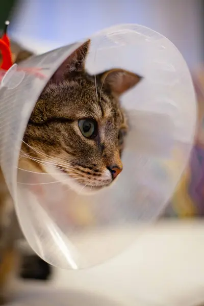 Ameliyat sonrası koni içinde yeşil gözlü kedi. Karnından ameliyat olduktan sonra.