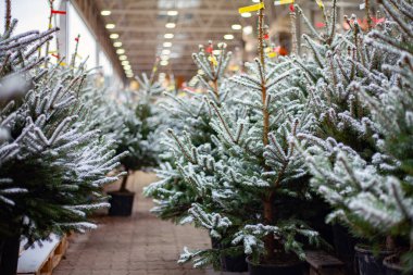 Litvanya, Vilnius 'ta Noel ağacı pazarı