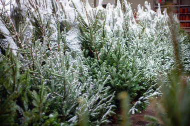 Christmas tree market in Vilnius, Lithuania clipart