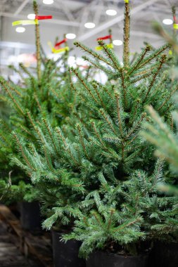 Noel ağacı pazarındaki saksılarda Noel ağaçları