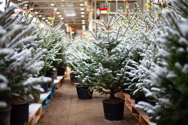 Vilnius Noel pazarında küçük bir noel ağacı 