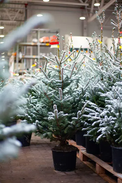 Litvanya, Vilnius 'taki Noel ağacı pazarında küçük bir ladin.