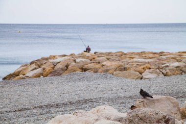 a pigeon sits on the rocks on the coast and watches a man fishing with a fishing rod in his hands clipart