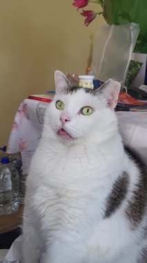 Yeşil gözlü ve dili dışarı sarkık komik, şişman beyaz bir kedi şaşırmış ve kafası karışmış görünüyor.