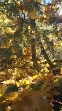 Parlak sarı akçaağaç yaprakları altın sonbaharda ormanda güneşte parıldıyor.