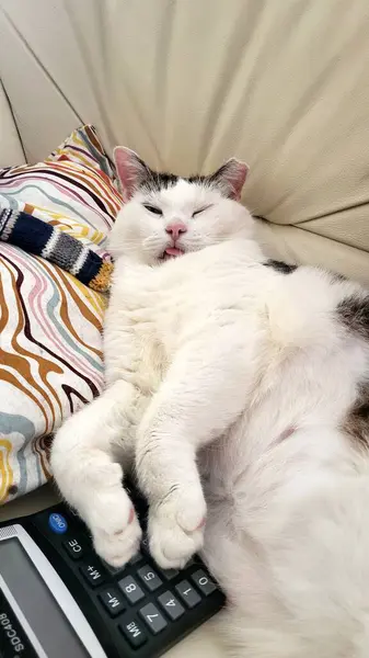 Komik şişman beyaz kedi hesap makinesiyle kanepede yatıyor ve muhasebeci olarak sıkı çalışma gününden sonra dinleniyor.