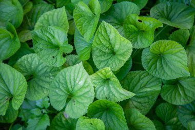 Background texture of viola leaves clipart