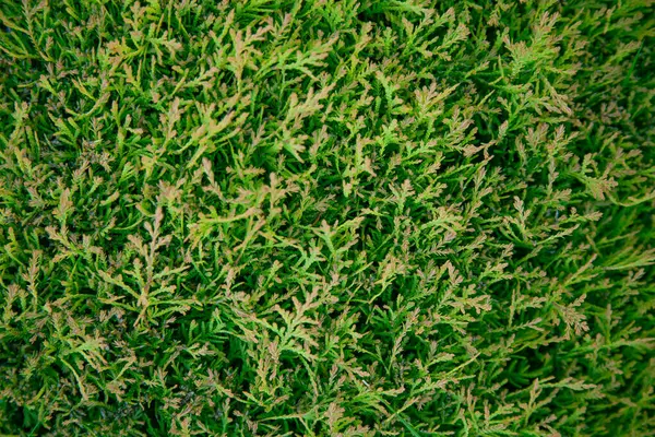 thuja yapraklarının arkaplan dokusu