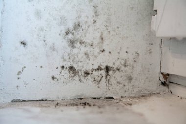 Beyaz pencere yamacı ve pervazında siyah zehirli küf dokusu