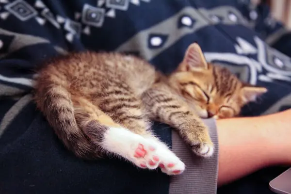 Küçük bir kedi yavrusu, dizüstü bilgisayarda çalışırken sahibinin kollarında uyur.