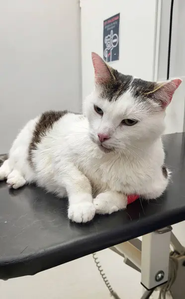 Veteriner kliniğinde çok hasta ve bitkin bir kedi doktor bekliyor.