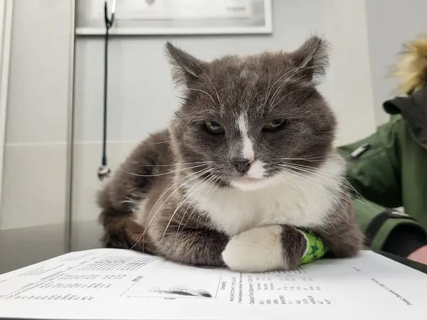 Gri benekli kedi veteriner kliniğinde kan testi sonuçlarını bekliyor.