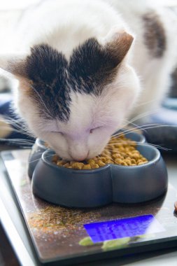 Siyah beyaz bir kedi, dijital masaüstü terazilerine yerleştirilmiş kedi maması kabından kuru holistik yiyecekler yiyor.