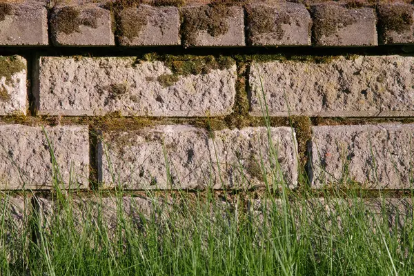 Arka planda yosun kaplı tuğla bir duvarı olan yemyeşil çimenlerin yakın çekimi