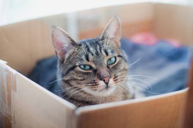 Yeşil gözlü gri tekir kedi bir kutuda oturuyor, kameraya bakıyor. Komik ve anlamlı bir hayvan portresi.