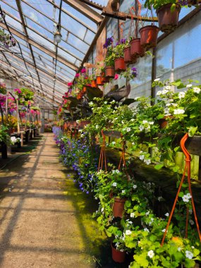 Güneşli, eski bir seranın içinde bitmeyen çiçek ve fidanlar.