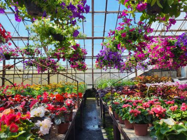 Cam bir serada sallanan begonyalarla asılı tencereler parlak mavi bir gökyüzüne karşı