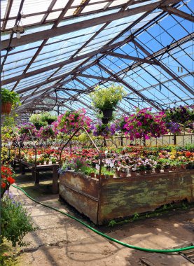 Satılık begonyalarla dolu tencereler parlak mavi gökyüzüne karşı cam bir serada sallanıyor.