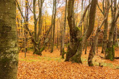 Tarnica 'ya giden yola bakıyor. Polonya bölgesindeki Bieszczady' nin en yüksek dağı. Tarnica Dağı 'ndaki orman, Bieszczady Ulusal Parkı' ndaki Wlosate köyü yakınlarında, Polan 'ın subcarpathian Voyvoda' sı