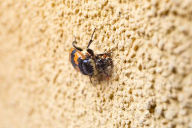 Nicrophorus vespillo, Carl Linnaeus tarafından 1758 tarihli Systema Naturae 'nin 10. baskısı ile tanımlanan bir gömme böceğidir. Palesel bir dağılımı vardır ve Batı Avrupa 'dan Moğolistan' a kadar uzanan Avrupa ve Asya genelinde yaygın olarak bulunur..