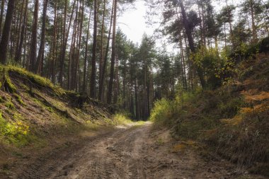 Polonya 'nın güneydoğusundaki çam ormanındaki tepeye giden yol..