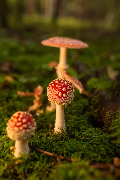Popular Red Toadstool Mushroom Latin Amanita Muscaria Late Sunset — Stock Photo, Image