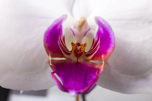 Zbliżenie Magenta Białej Orchidei Lub Kwiat Storczyka Kwiaty Latynoskiej Rodziny — Zdjęcie stockowe