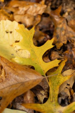 Sonbahar yaprakları yerde