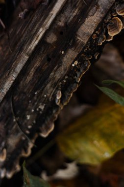 Bir ağaç gövdesine yakın çekim