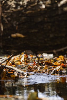Arka planda bulanık bir ağaç gövdesinin dikey görüntüsü.