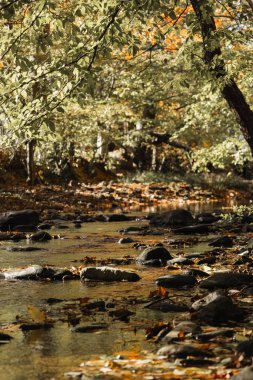 Ormanda yeşilliklerle çevrili güzel bir nehrin dikey görüntüsü.