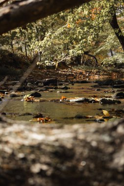 Ağaçlar ve ormanlarla çevrili güzel bir şelalenin dikey görüntüsü.