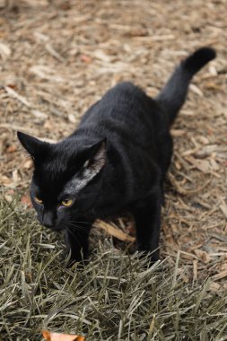 Siyah kedi bahçede yürüyor. 