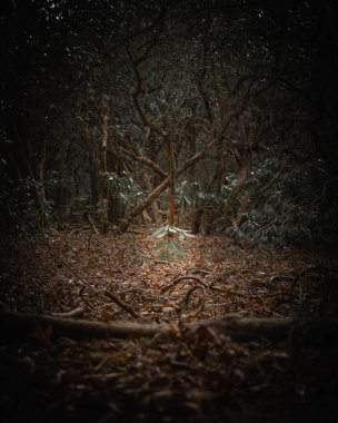 Ormandaki bir ağacın dikey görüntüsü.