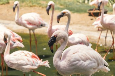 Çiftlikteki pembe flamingoların yakın çekimi.